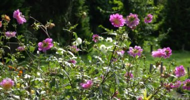 Sonbahar bahçesinde narin pembe yıldız çiçekleri rüzgarda sallanıyor yeşil ağaçların arka planında.
