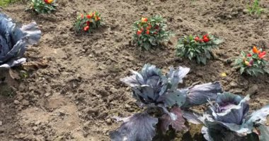 Üzerinde kırmızı lahana ve biber çalıları olan sonbahar bahçesi yatağı..