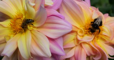 Sonbahar bahçesinde büyük sarı-pembe dalya çiçekleri üzerinde yabanarısı ve arı
