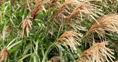Miscanthus sinensis, Çin 'de, Japonya' da, Tayvan 'da ve Kore' de yetişen Poaceae familyasından bir bitki türü..