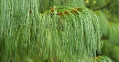Pinus wallichiana kozalaklı, her zaman yeşil bir ağaçtır. Bu ağaç çoğunlukla Butan çamı olarak bilinir. Diğer isimler mavi çam, Himalaya çamı.