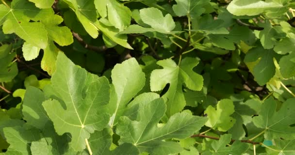 Mladý Fíkovník Ficus Carica Krásnými Šťavnatými Zelenými Listy — Stock video