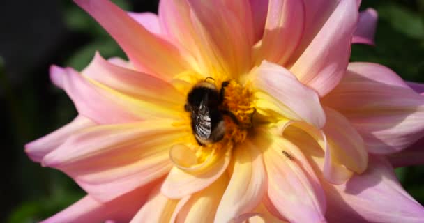 Bumblebee Large Yellow Pink Dahlia Flower Autumn Garden — Stock Video