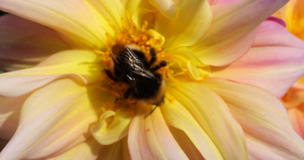Джемблбі Великій Жовто Рожевій Квіточці Далії Осінньому Саду — стокове відео
