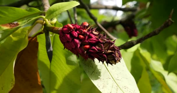 Magnolia Branches Close Green Yellow Leaves Ripe Fruits Just Beginning — Stock Video