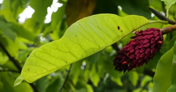 Magnolia Branches Gros Plan Avec Des Feuilles Vertes Des Fruits — Video
