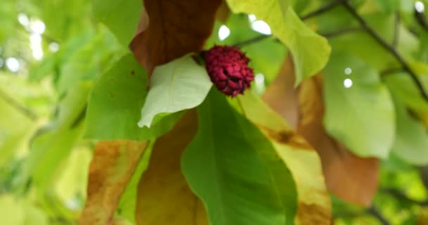Ветви Магнолии Зелеными Желтыми Листьями Спелыми Плодами Которые Начинают Открываться — стоковое видео