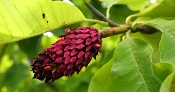 Magnolia Branches Gros Plan Avec Des Feuilles Vertes Jaunes Avec — Video