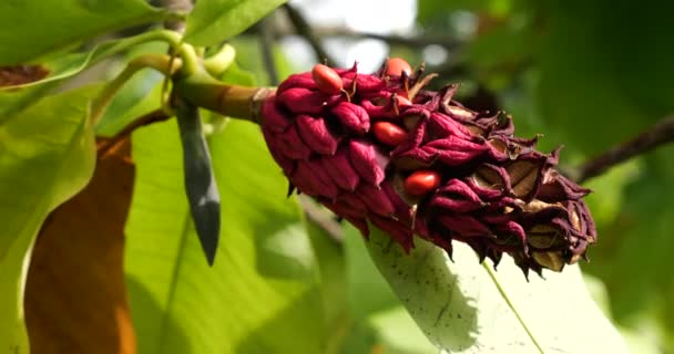 Magnolia Gałęzie Zbliżenie Zielonymi Żółtymi Liśćmi Dojrzałych Owoców Które Zaczynają — Wideo stockowe