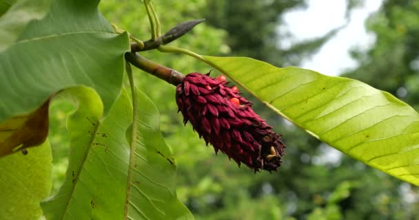 Magnolia Branches Aux Fruits Matures Qui Commencent Peine Ouvrir Plusieurs — Video