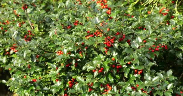 아이플렉스나 에버그린 Ilex Aquifolium 크리스마스 카드에 사용되는 일반적인 — 비디오