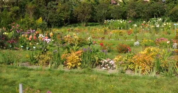 Ένα Ξέφωτο Έναν Φθινοπωρινό Κήπο Πράσινο Γκαζόν Και Παρτέρια Ποικιλία — Αρχείο Βίντεο
