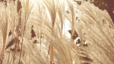 Miscanthus sakkariflorus, Amur gümüşotu, Orta Doğu Asya 'da yetişen bir ottur..