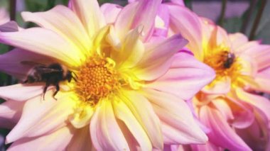 Sonbahar bahçesinde büyük bir sarı-pembe yıldız çiçeği üzerinde yabanarısı.