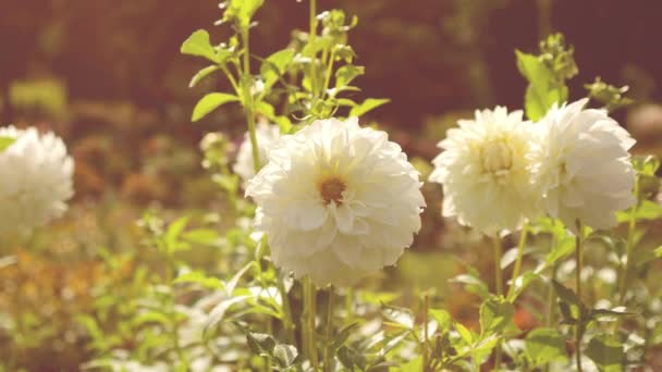 Bahçedeki Ağaçların Arka Planında Büyük Beyaz Yıldız Çiçekleri — Stok video