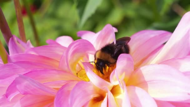 정원에서 노란색 분홍색 달리아 Bumblebee — 비디오