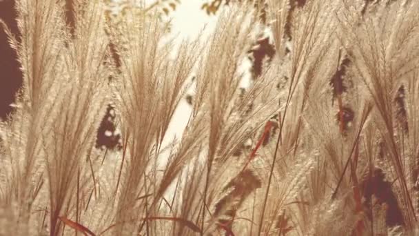 Miscanthus Sacchariflorus Амурская Серебристая Трава Трава Произрастающая Умеренной Северной Азии — стоковое видео