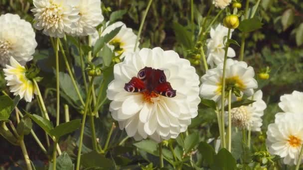 Aglais Farfalla Europea Pavone Pavone Grande Fiore Bianco Dalia Nel — Video Stock