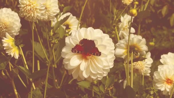 Aglais Farfalla Europea Pavone Pavone Grande Fiore Bianco Dalia Nel — Video Stock