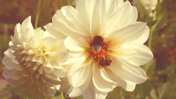 秋天的花园里 一只大黄蜂和一只蜜蜂从一朵白色的大丽花中采集花蜜和花粉 — 图库视频影像