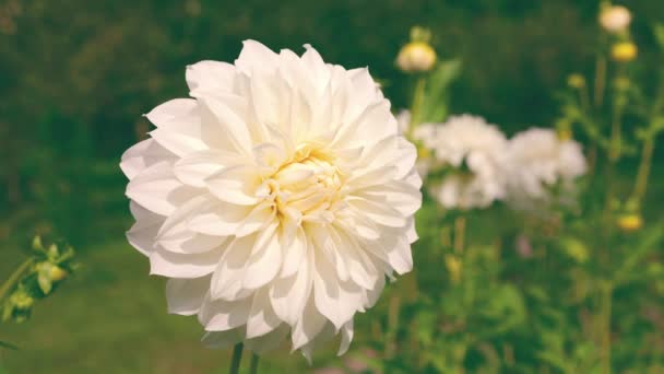 秋の庭に咲く花壇の背景に対する大きな白いダリアの花 — ストック動画