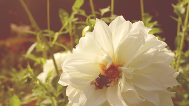 ふわふわのバンブルビーは 花粉と花粉を集めるために大きな白いダリアの花に飛びました — ストック動画