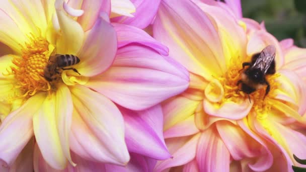 Bumblebee Ένα Μεγάλο Κίτρινο Ροζ Dahlia Λουλούδι Στον Κήπο Φθινόπωρο — Αρχείο Βίντεο
