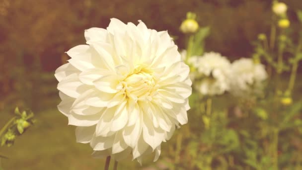 Eine Große Weiße Dahlienblüte Vor Dem Hintergrund Eines Blühenden Beetes — Stockvideo