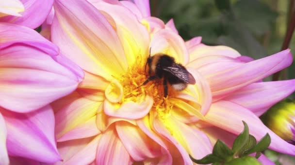 Bumblebee Large Yellow Pink Dahlia Flower Autumn Garden — Stock Video