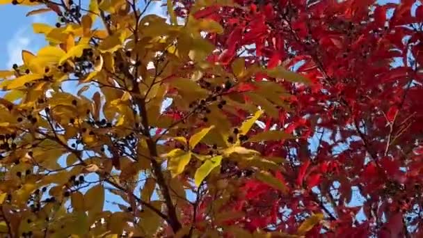 紅とオレンジの葉と秋の公園の黒い果実が付いているヨーロッパの黒いエルダーベリー — ストック動画
