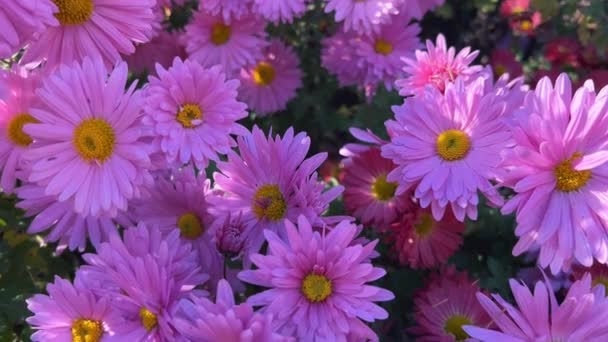 Purple Chrysanthemums Autumn Garden Sun — Stock Video