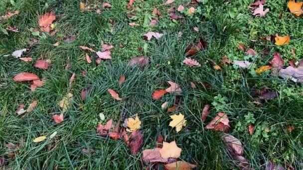 Laub Und Nadelbäume Sträucher Und Blumen Herbstlichen Garten — Stockvideo