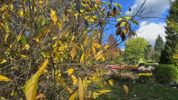 Különböző Lombhullató Tűlevelű Fák Bokrok Virágok Őszi Kertben — Stock videók