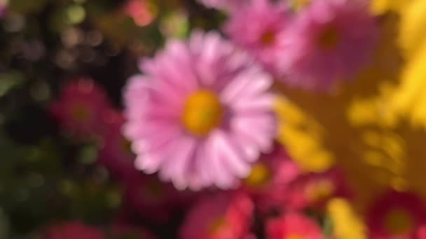 秋天花园里一丛丛粉红色和淡紫色的菊花 — 图库视频影像