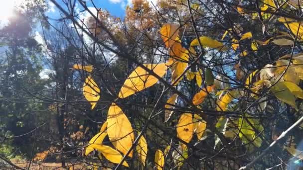 Panorama Jesiennego Ogrodu Drzewami Iglastymi Liściastymi Tle Słońca — Wideo stockowe