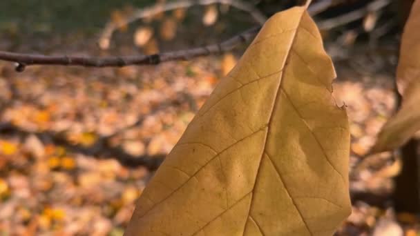 Magnolia Arbre Aux Feuilles Tombées Dans Jardin Automne — Video