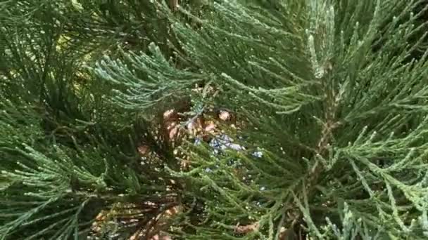 Groene Takken Van Een Naaldboom Tegen Een Blauwe Lucht — Stockvideo