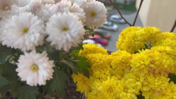阳台上的盆栽中 有五颜六色的菊花丛 — 图库视频影像