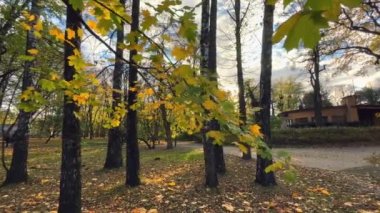 Bir sonbahar parkında ağaçlar ve yapraklar.