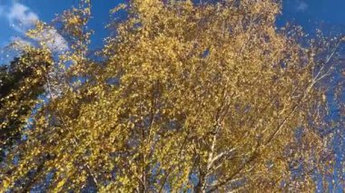 Mavi gökyüzüne karşı sarı yapraklı bir huş ağacının en alt manzarası..