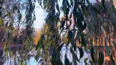 Söğüt ağacının dalları ve yaprakları arasından bir sonbahar parkındaki gölün ortasındaki çeşmeye bak..