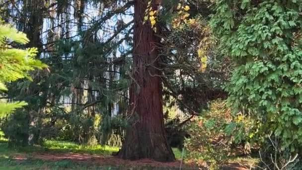 青空に対する巨大な杉の木 — ストック動画