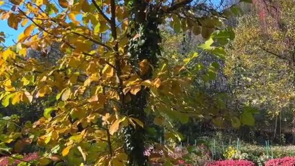 Árvores Com Folhas Amarelas Arbustos Crisântemo Jardim Outono — Vídeo de Stock