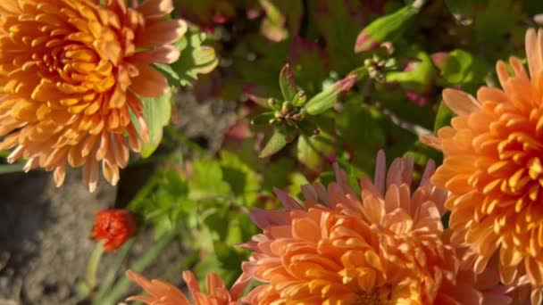 Bright Orange Chrysanthemums Autumn Garden — Stock Video