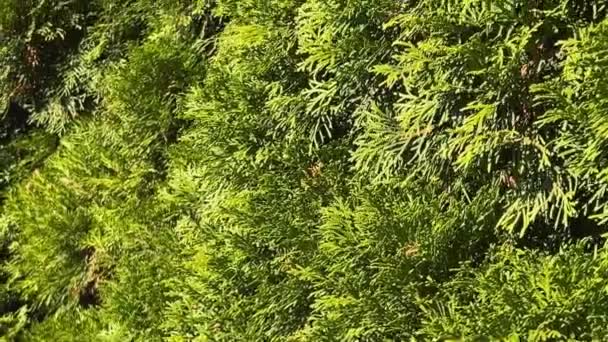 Una Siepe Cipressi Giardino Autunnale — Video Stock