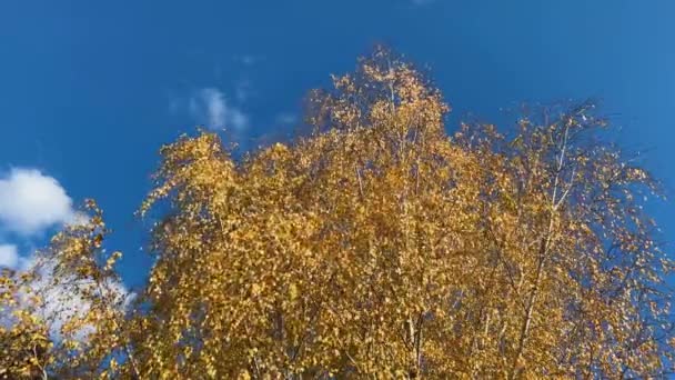 Нижний Вид Венцы Березы Желтыми Листьями Фоне Голубого Неба — стоковое видео