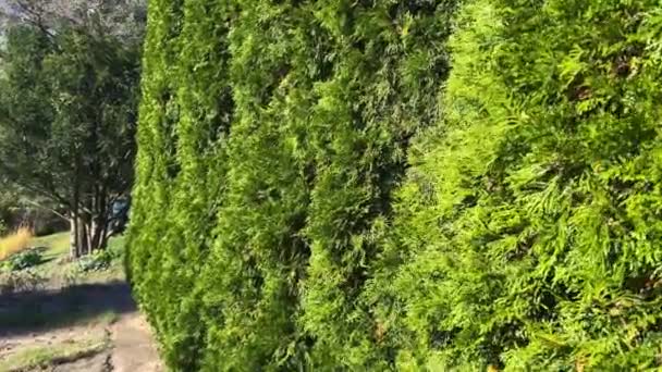 Żywopłot Cyprysowych Drzew Jesiennym Ogrodzie — Wideo stockowe