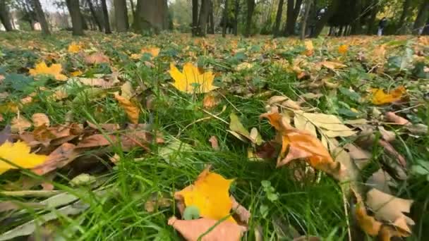 Upadłe Liście Klonu Zielonej Trawie Jesiennym Parku — Wideo stockowe