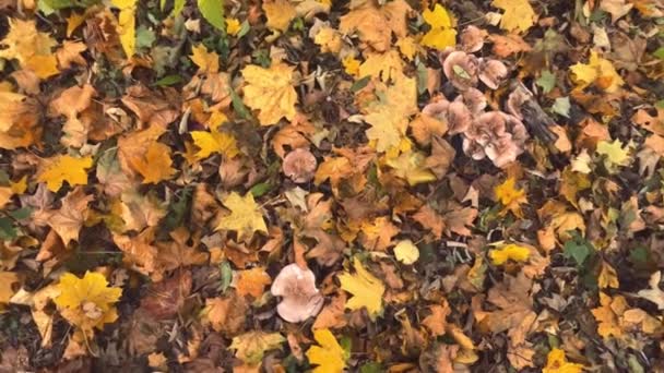 Lepista Personata Pilze Park Zwischen Abgefallenen Ahornblättern — Stockvideo