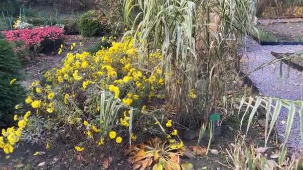 Λουλούδια Κρεβάτια Πολύχρωμα Χρυσάνθεμα Και Βότανα Στον Κήπο Του Φθινοπώρου — Αρχείο Βίντεο